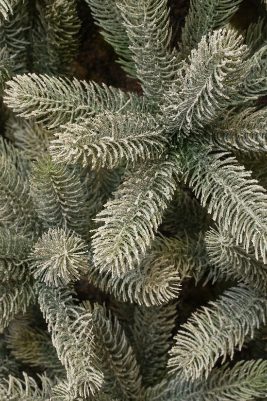 Black Box Trees Nagoya Artificial Christmas Tree - H240 x Ø138 cm - Vert givré