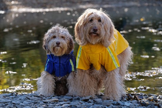 Dutchwide - Manteau pour chien - Imperméable pour chien - Jaune - Taille S